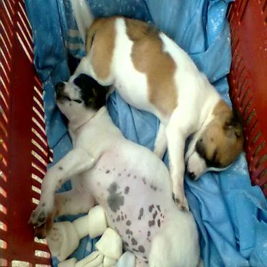 Lara e Layka