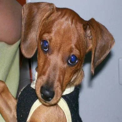 FREDINHO