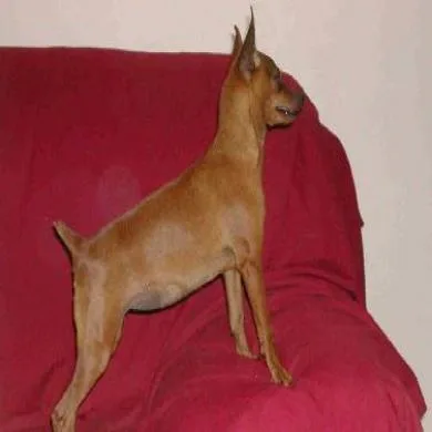Scooby