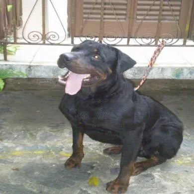 Atila