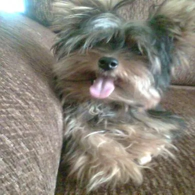 Pupy