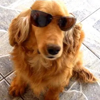Lupy