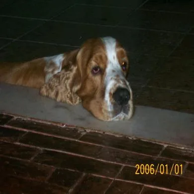 Linno