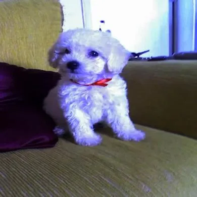 billy