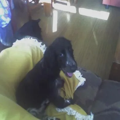 Bennie (Bernardo)