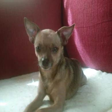 Vito
