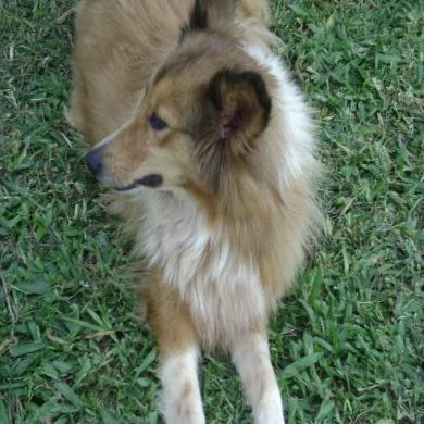 lessie