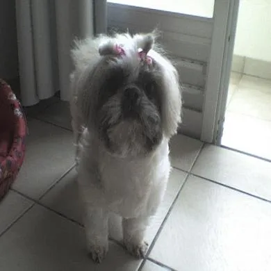 Dandy
