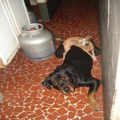 Thor e Catita