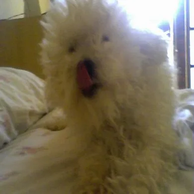 Fadinha