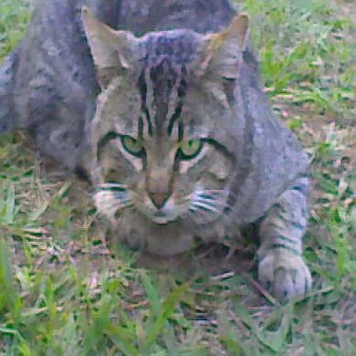 Tião