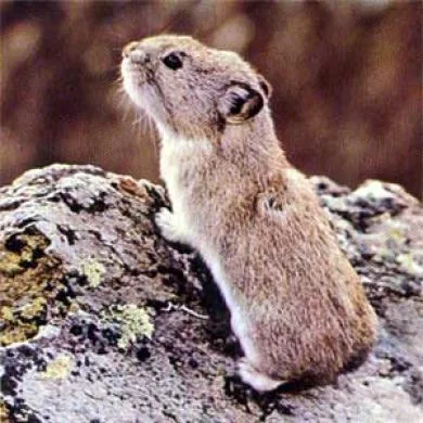 pelucia