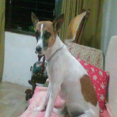 Belinha