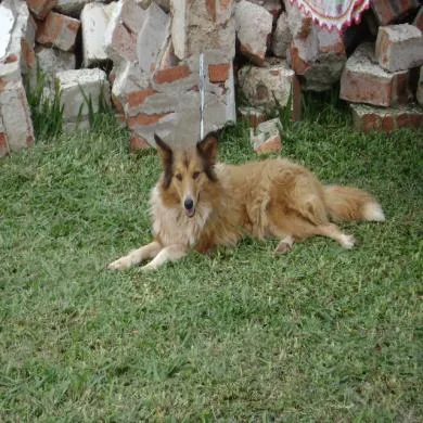 lessie