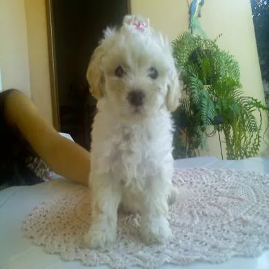 Cléo