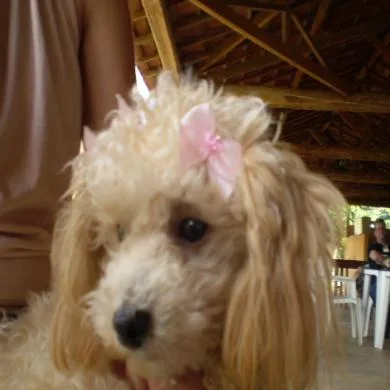 Mell Linda