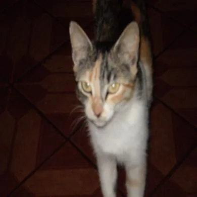Teka 