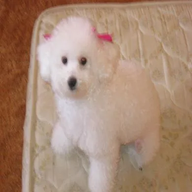Pank