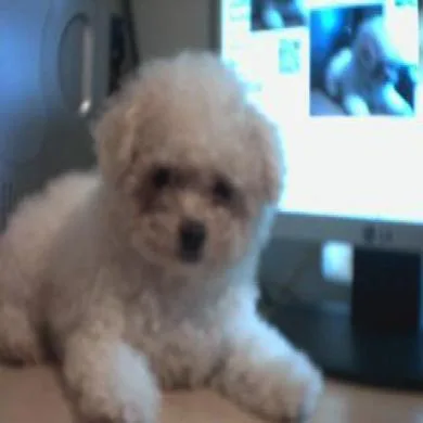 Pepito