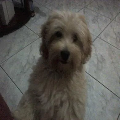 Belinha