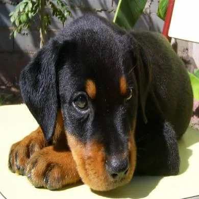 rottweiler