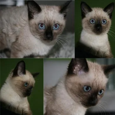 Belinha
