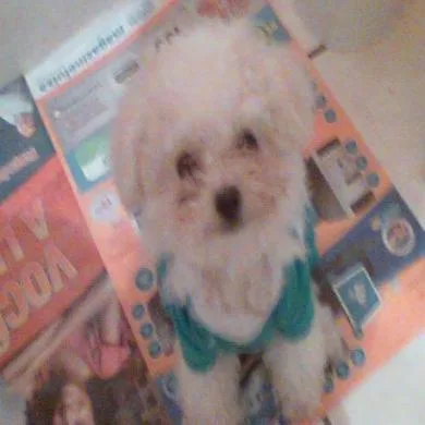 PEPITO