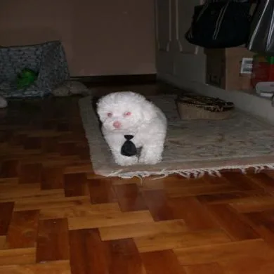 Tobby