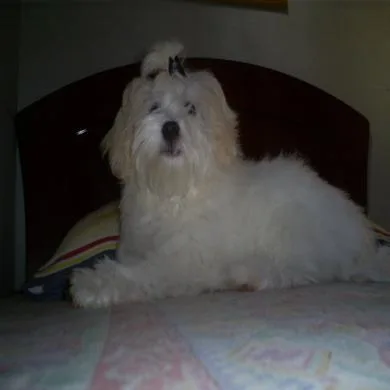 Sammy