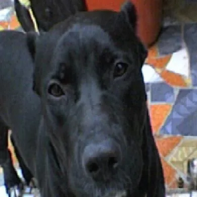 Taz