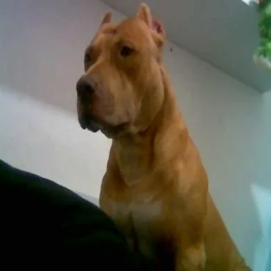 EROS THEODORO DE OLIVEIRA SOARES