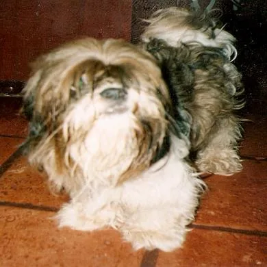 Boris