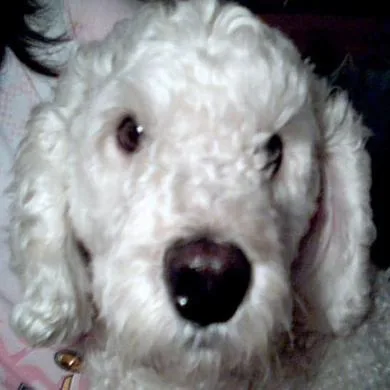 tutsie