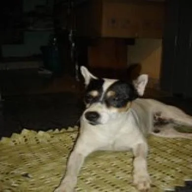 Tob