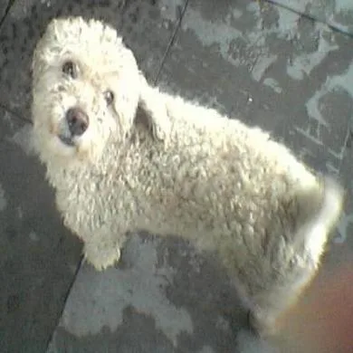 Rabito