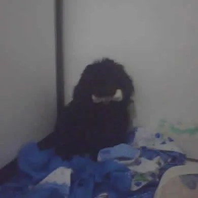 toy