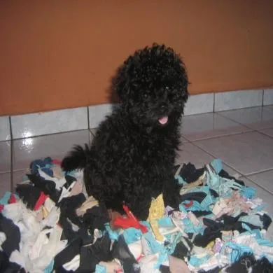 Snoppy