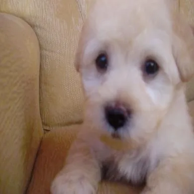 Scooby