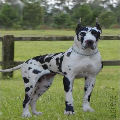 Bruthus