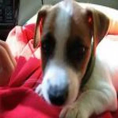 ZIGGY