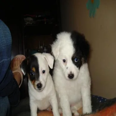 Mell e Belinha