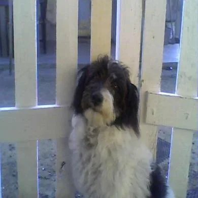 NININHA