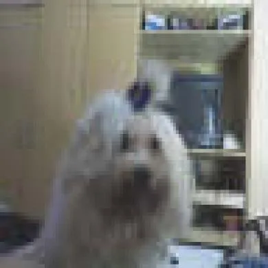 Babi