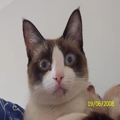 Filó Maria