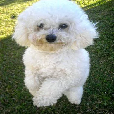 Snoopy
