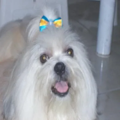 Spike Chemps Dog