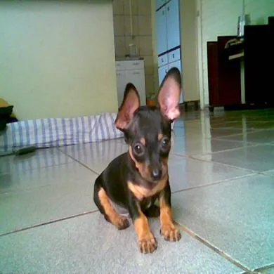 PITUQUITO