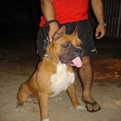 BRUTUS
