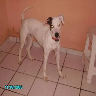 Apollo