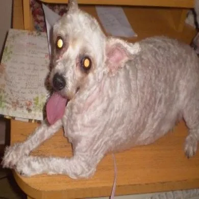 Fofura